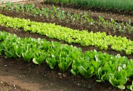 Jaro je tady. Co dělat na zahradě?