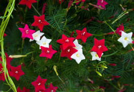 Jestliže chcete rychle zakrýt nepěkná zákoutí, popnout plot či ozelenit terasu vypěstujte si pnoucí letničky