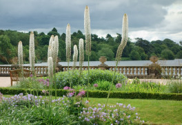 Neobvyklá květina v zahradě? Pěstujte různé kultivary liliochvostce