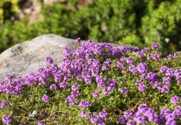 Abeceda bylinek – mateřídouška obecná