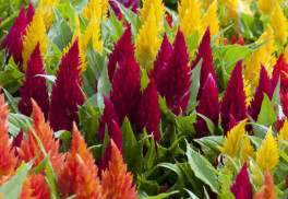 Nevadlec je nenáročná letnička vhodná i k sušení