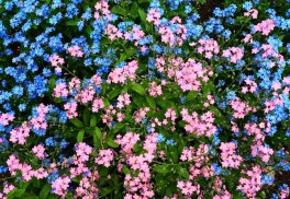 Také obdivujete něžné, drobné kvítky pomněnek? Jejich pěstování je jednoduché