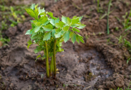 Libeček lékařský, elegán zahrady, který pokrmům dodá lahodnou chuť