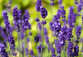 Levandule vysaďte k růžím, odpuzují mšice 