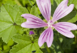 Kulturní odrůdou slézu přeslenitého je sléz kučeravý - obrovská rostlina s jedlými listy