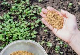 Zelené hnojení, využijte jej nyní pro bohatou úrodu v příštím roce