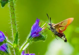 Na začátku prázdnin je nejlepší termín pro výsevy dvouletých rostlin, které z nich v zahradě ocení včely a čmeláci?