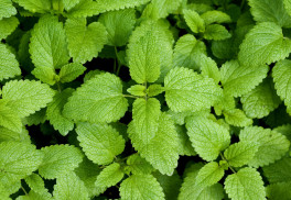 Proč pěstovat meduňku?