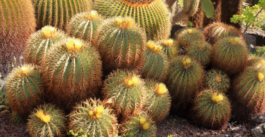 Pěstování kaktusů není náročné, stačí jim vyhovět v několika důležitých nárocích