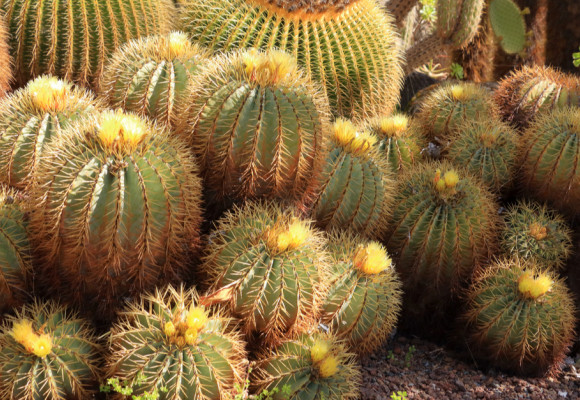 Pěstování kaktusů není náročné, stačí jim vyhovět v několika důležitých nárocích