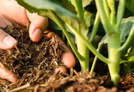 Žádná rostlina nebude prospívat bez kvalitního substrátu. Nabídka je široká, jak se v nich však vyznat?