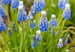 Oblíbené podzimní cibuloviny