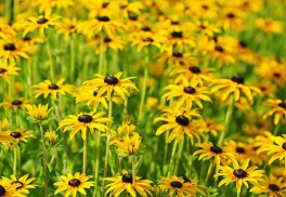 Třapatky potěší květy až do podzimu