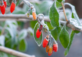 V zimě toho na zahradě moc neuděláte, můžete však naplánovat novou výsadbu 