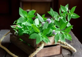 Abeceda bylinek - máta