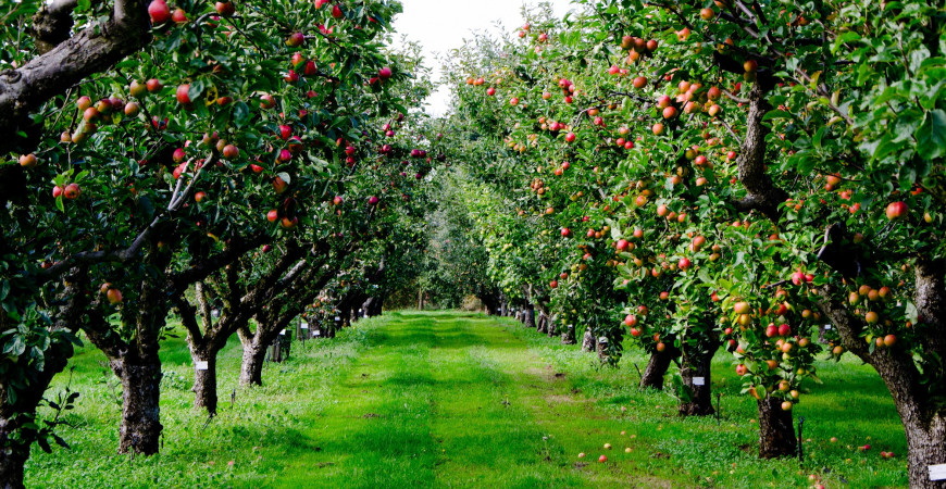 Podzim je vhodný pro výsadbu ovocných stromů