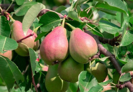 Jak na choroby a škůdce ovocných stromů? 