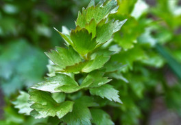 Abeceda bylinek – libeček