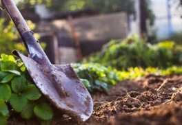 Střídání rostlin na záhonech je důležité, unavená půda se vzchopí