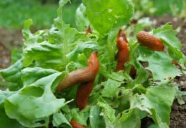 Zahájit boj se slimáky je třeba včas