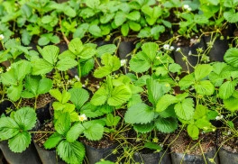 Věnujte nyní jahodníkům péči, další rok se odmění bohatou úrodou