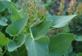 Plevel v kuchyni – šťovík kyselý