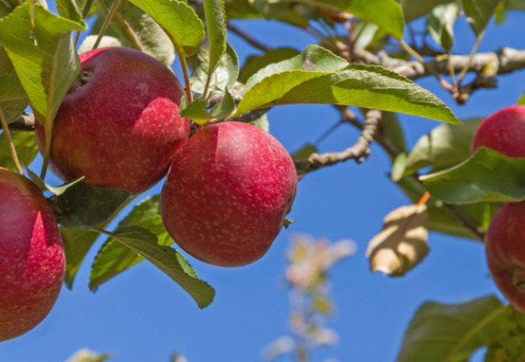 Pěstujeme ovocné stromy - jabloň
