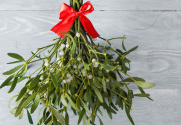 Jak si vypěstovat vlastní jmelí na zahradě?