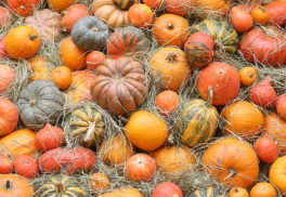 Jak uložit dýně na zimu, aby vydržely co nejdéle