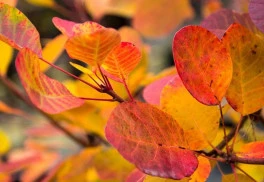 Pro výsadbu opadavých dřevin je listopad ideální