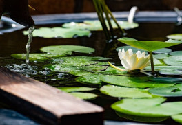 Jezírka – krásné doplňky zahrady