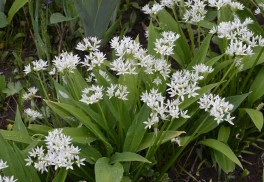 Právě nastal čas na medvědí česnek!