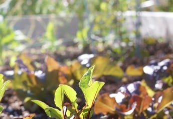Jaká semena se dají ještě v září vysévat? Přehled podle posledních termínů