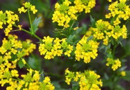 Barborka - zázračná bylinka s léčivou silou