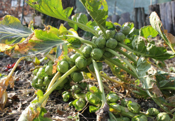 Tip na vitamíny v zimě – růžičková kapusta