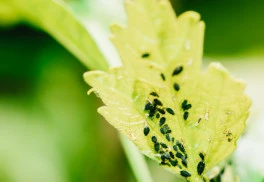 Svilušky a mšice – nepřátelé Vašich rostlin