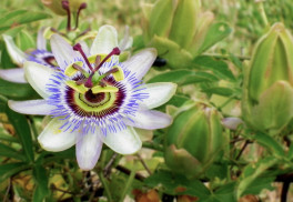 Pěstování mučenek - aby kvetly i plodily 