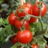 Původní odrůdy rajčat