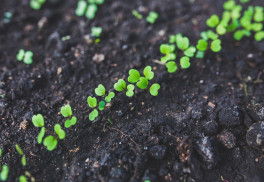 S předpěstováním neotálet