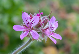 Pelargónie ze semen