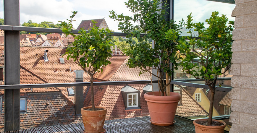 I na terase nebo balkoně můžete pěstovat dřeviny