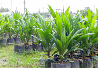 Exotika v obýváku - pěstujeme palmy ze semen