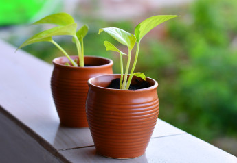 Předpěstovat si sazenice se vyplatí