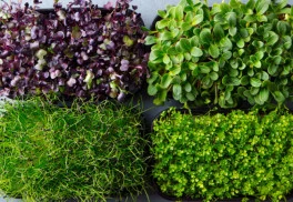 BIO klíčky – vitamínová bomba pro zvýšení odolnosti organismu