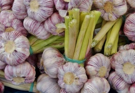 Jak na sadbový česnek