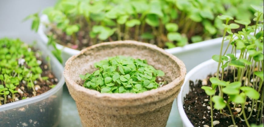 Microgreens a klíčky